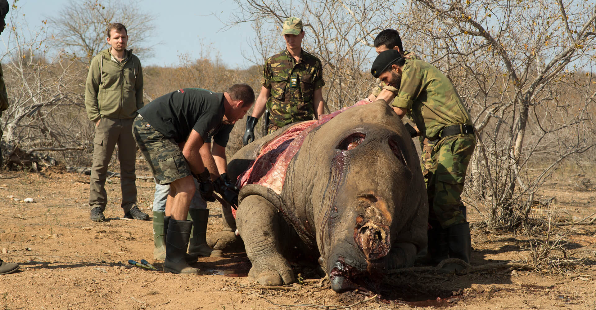 Hemmersbach Rhino Force - Autopsy of a slaughtered rhino